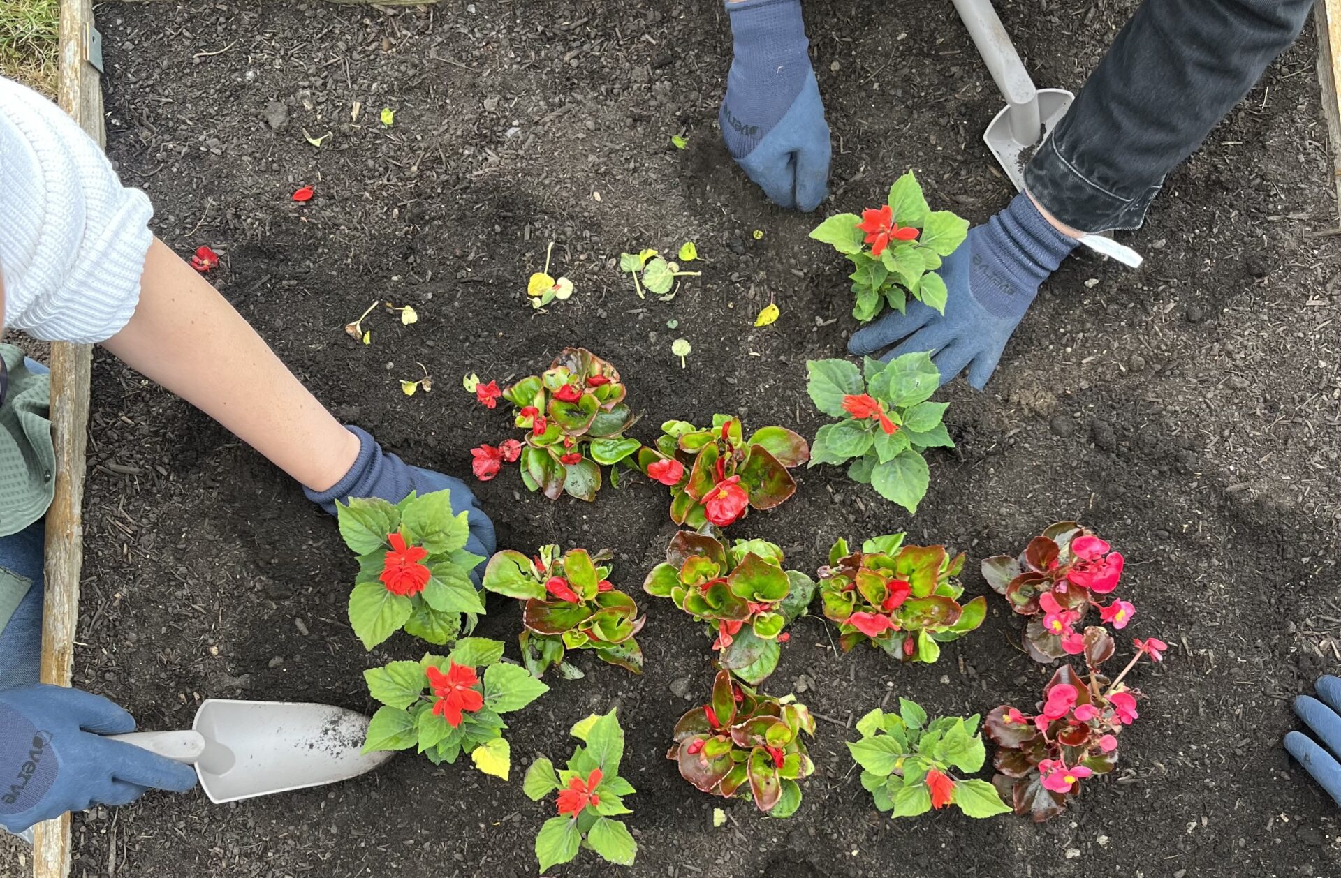 Lingfield Potting Day